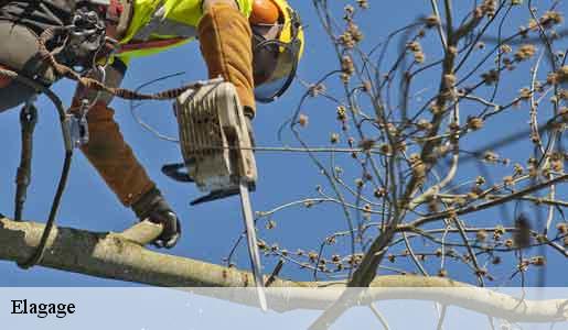 Elagage Seine-et-Marne