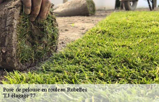 Pose de pelouse en rouleau  rubelles-77950 T.J élagage 77